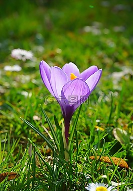 藏紅花,開(kāi)花,廠(chǎng)