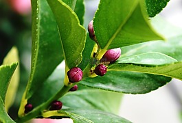 檸檬樹,按鈕的檸檬樹,花蕾