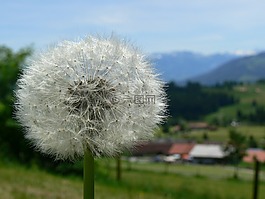 蒲公英,性質(zhì),廠