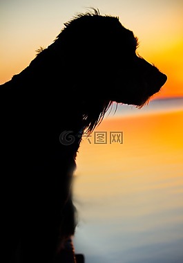 狗,日落,背光