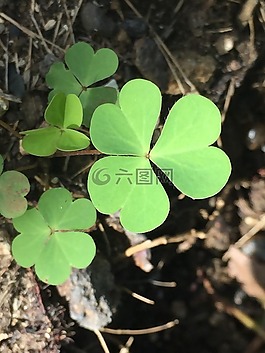 植物,三葉草,自然