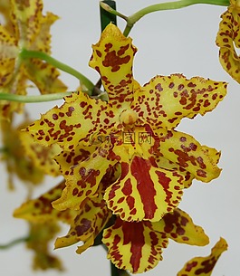 蘭花,花,開花