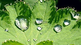 性質(zhì),葉子,雨滴