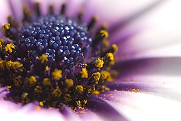 osteospermum,非洲雏菊,花