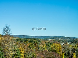 綠色,樹,植物