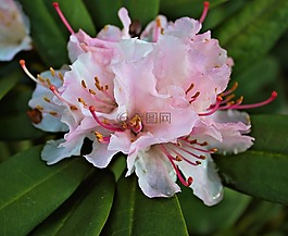 鮮花,粉紅色,花
