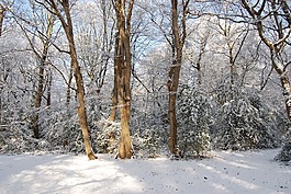 雪,冬天,森林