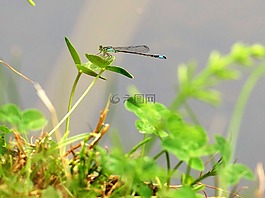 蜻蜓,性質(zhì),動物
