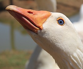 鳥,自然,野生動物