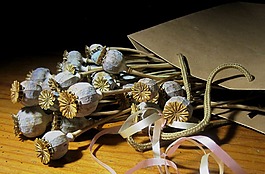 罌粟,豆莢,干