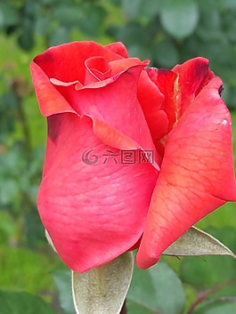 鮮花,玫瑰,性質