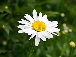 白,花瓣,黃色