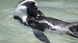 非洲企鵝,游泳,動物園