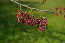日本櫻花樹,芽,紅色