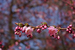 日本櫻花樹,鮮花,粉紅色