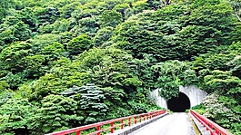 樹木,隧道,橋