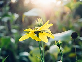 黃色,花瓣,花