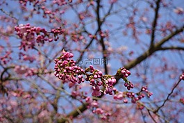 日本櫻花樹,芽,紅色