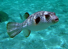 窄內襯河豚,魚,咸水