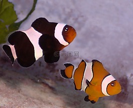 小丑魚,anemonefish,黑