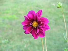 花,單,植物群
