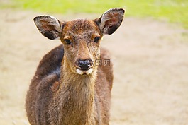 鹿,動物,奈良鹿園