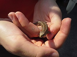 手,蜥蜴,動(dòng)物