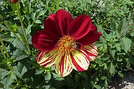 花蜜蜂,紅色黃色,性質(zhì)