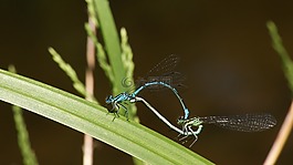 蜻蜓,配對,綠色