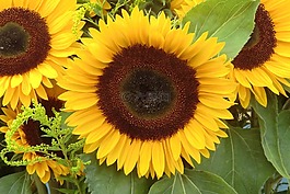 太陽花,性質(zhì),開花