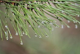 春天,草藥,性質(zhì)