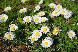 雛菊,開花,花