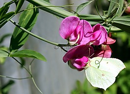 甜豌豆,花,蝴蝶