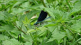 性質(zhì),葉,植物