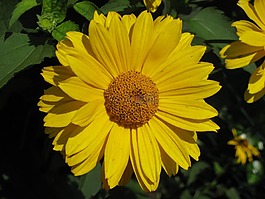 黃色,夏季,花