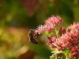 蜜蜂,花,昆蟲