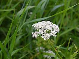 草,野花,光明