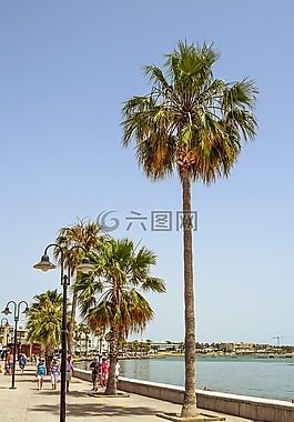 海濱長廊,海港,棕櫚樹