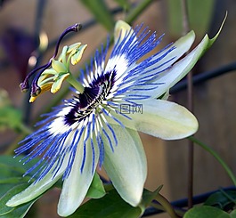 激情花,花園,激情