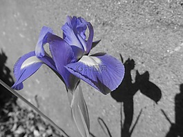 虹膜,花,紫
