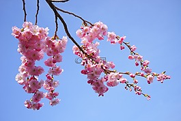 日本櫻花樹,鮮花,粉紅色