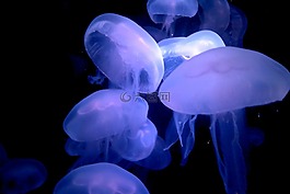 动物园,蒂尔加滕,美泉