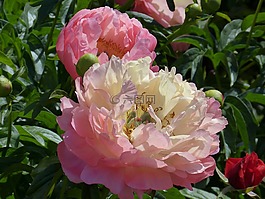 牡丹,花,开花