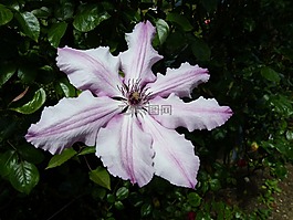 芙蓉,花,開花