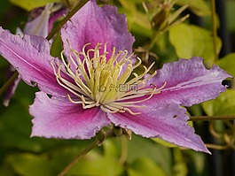 花,開(kāi)花,花粉