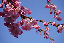 日本櫻花樹,鮮花,粉紅色