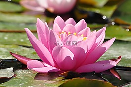 水中百合,花,绿色