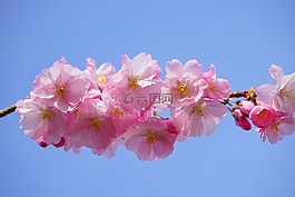 日本櫻花樹,鮮花,粉紅色