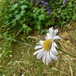 雛菊,夏天,白