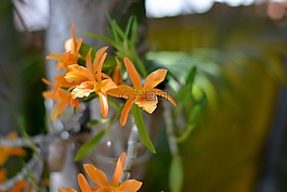 orquidea,橙花,性質(zhì)
